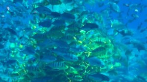 Океанариум The Lost Chambers Aquarium в отеле Atlantis Sanya (кормление рыб)