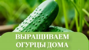 ОБНОВИЛИ ТЕПЛИЧКУ С ОГУРЦАМИ