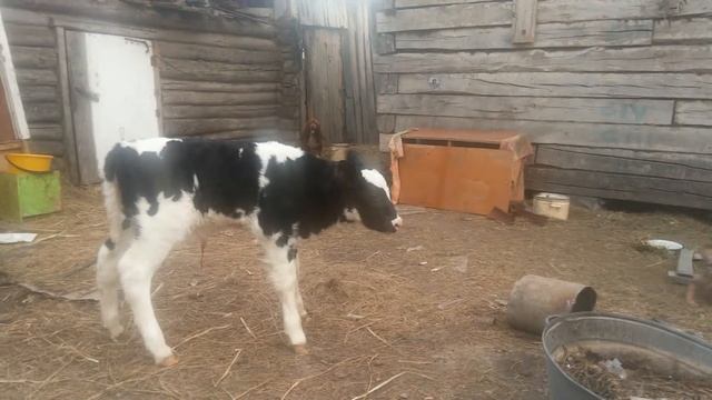 Новорожденная телочка... Через 2 часа после рожден смотреть онлайн