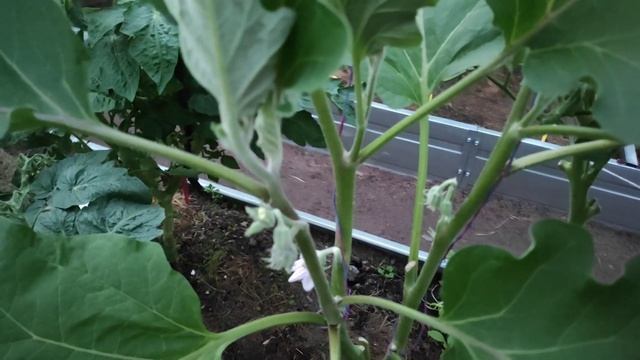 33-ДАЧА..Укроп упал. клубника кислая😜1 часть(02.07.21) смотреть онлайн