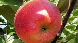 Живая книга! За прививочным столом.