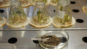 Экспертиза семян для лесовосстановления в Самарской области