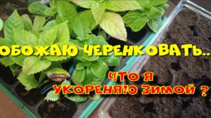 ОБОЖАЮ ЧЕРЕНКОВАТЬ.