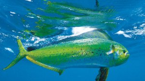 Большая корифена (махи махи) атакует стаю мелкой рыбы.