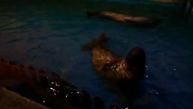 POLAR LAND HARBIN part 1