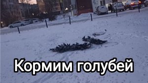 19-12-2025. Кормим голубей