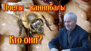 Пчёлы зимой поедают расплод: правда или миф?