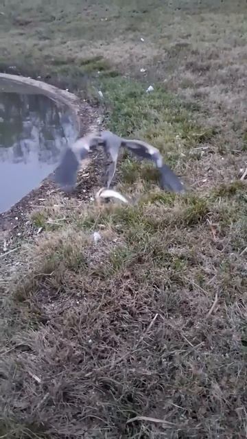 Если не ешь, то зачем ловишь?