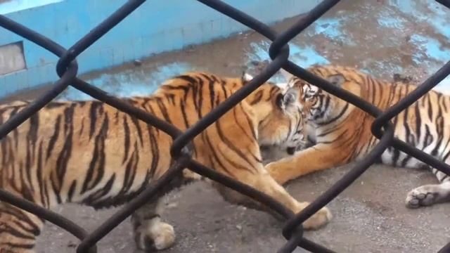 SAFARI PARK HARBIN part 9