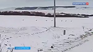 Стадо косуль попало на видео в природном парке «Аслы-Куль» в Башкортостане