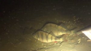 Самые Лучшие моменты Зимнего сезона. Подводная охота