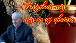 Загадочный падевый мёд: откуда он берётся?