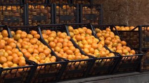 Мандариновая охота