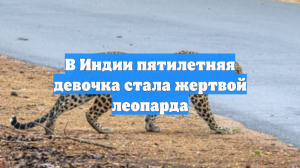 В Индии пятилетняя девочка стала жертвой леопарда