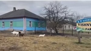 Хутор Вишняковых , Хуторская Жизнь , ссылка на канал  https://rutube.ru/channel/48457795/