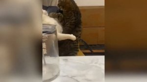 Смешные животные. Подборка лучшего за неделю.