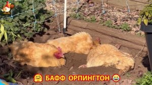 Куры Бафф Орпингтон ласковые золотые несушки❣️🤗😂 (149)