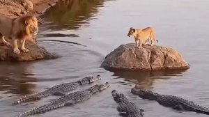 Невероятно,но бывает и так.