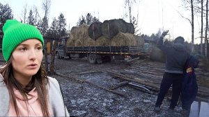 В ТАКИЕ МОМЕНТЫ ЛУЧШЕ НЕ ЛЕЗТЬ. МУЖ СНОВА СЛОМАЛ ВСЕ ЗАБОРЫ. ЖИЗНЬ В ДЕРЕВНЕ. ПРИВЕЗЛИ СЕНО