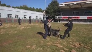 🐕Китайская полиция примет на службу больше овчарок отечественной породы