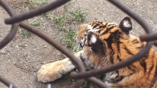 SAFARI PARK HARBIN part 13