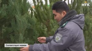 Специалисты Россельхознадзора провели досмотр партии новогодних деревьев