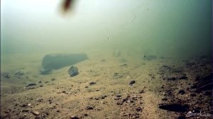 Речной Фидер под водой. Рыбалка и поклёвки рыбы.