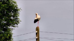 Высоко сижу, далеко гляжу