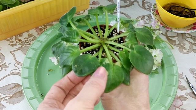 Переукоренение фиалки. Мастер класс от Алисы 💖 смотреть онлайн