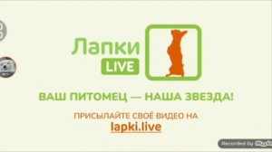 Lapki live logo history