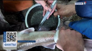 Рыбаки приступили к добыче черной икры в Староминском районе