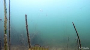 Реакция ЩУКИ на ПЛОТВУ. Подводная съемка.