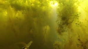 Подводная охота. Крупный линь.