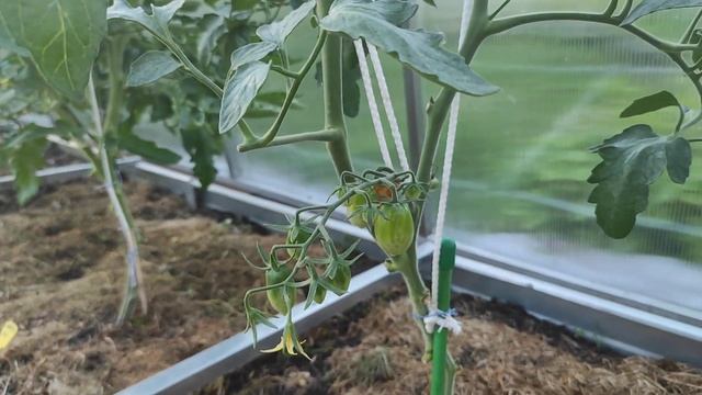 29-ДАЧА..Урожай  в июне..сажайте свеклу  рассадой 4 часть(18.06.-20.06.21) смотреть онлайн