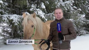 В Башкортостане началась тебеневка диких лошадей – сюжет «Вестей»