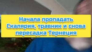 Начала пропадать Скалярия, травник и снова пересадка Тернеция