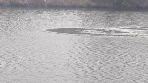 Пахра бурлит