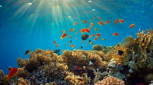 Океонариум Когалым