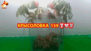 Крысоловка вариант (159) 🐀 Как сделать крысоловку своими руками и поймать кучу крыс 🐀🐁🐀
