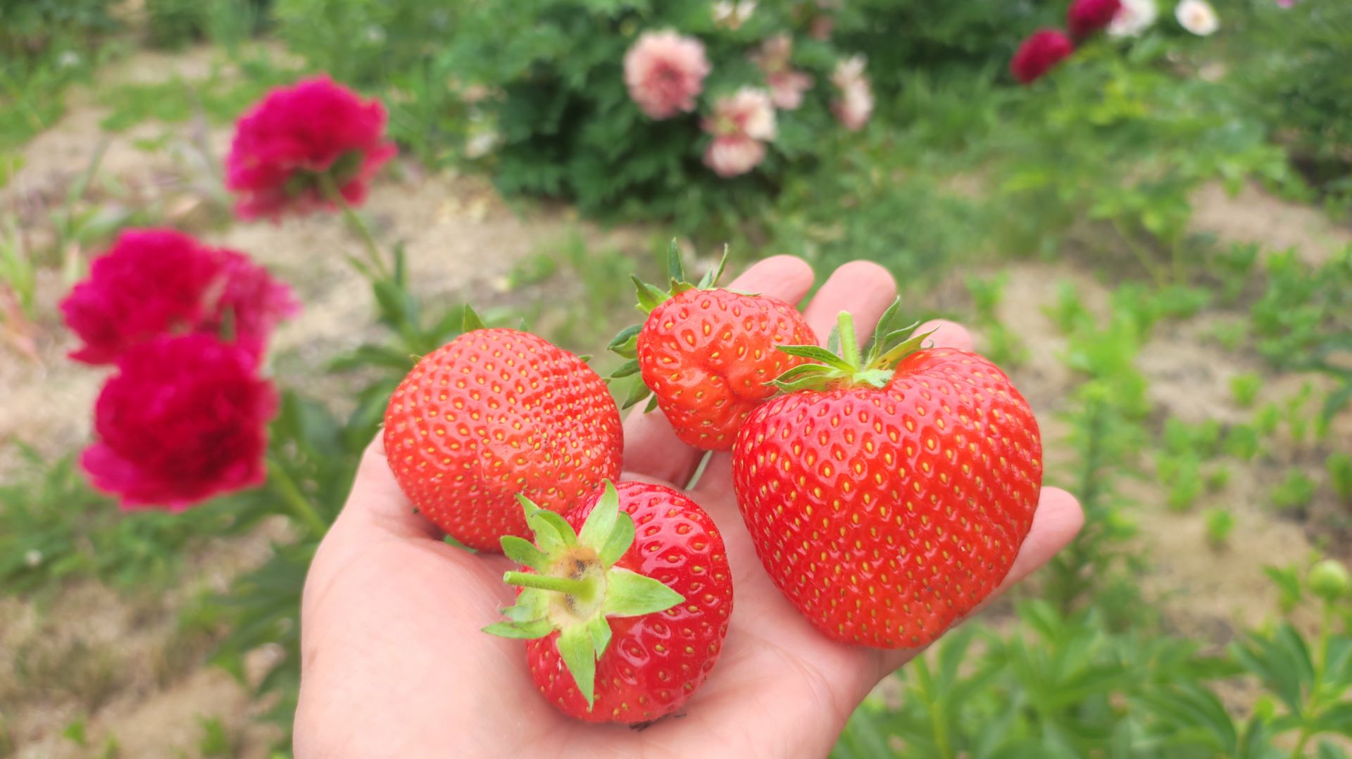 Клубничное настроение. Ремонтантные сладкие сорта. Обзор заказа на 2026 год. смотреть онлайн