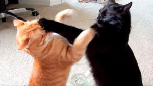 Когда домашний кот превращается в дикого зверя!