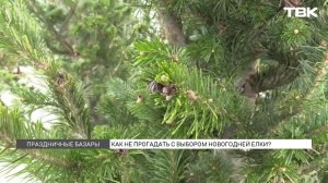 Елочные базары в Красноярске: сколько стоят елки?