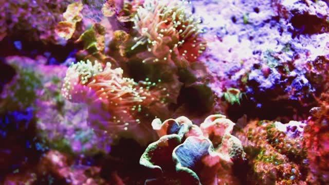 Морская гармония: 2,5-минутное погружение для релакса • Подводный мир смотреть онлайн