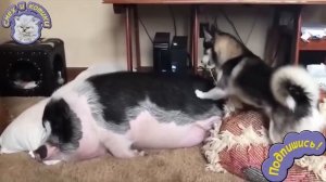 Хаски будит свинью. Очень смешно.