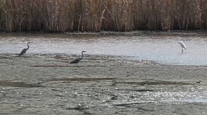 Большая белая цапля. Самая-самая...