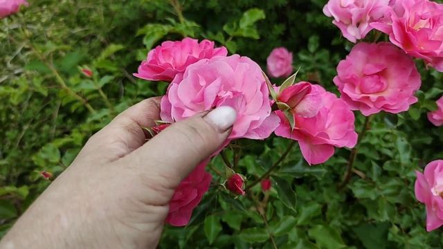 31-ДАЧА.. Райский сад Светланы .. Розарий впечатляет.2 часть(26.06.21) смотреть онлайн