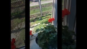 Что меня привело на Рутуб