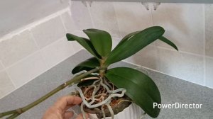 Цветение орхидей в середине декабря 2025г.