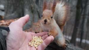 Немного о Рыжей