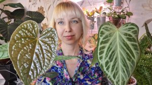 Мои любимые антуриумы